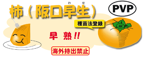 阪口早生
