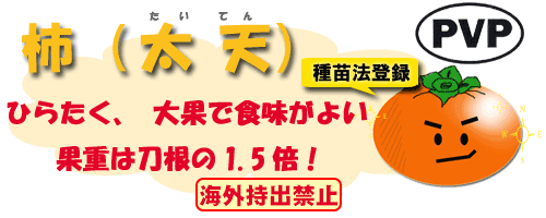 太天