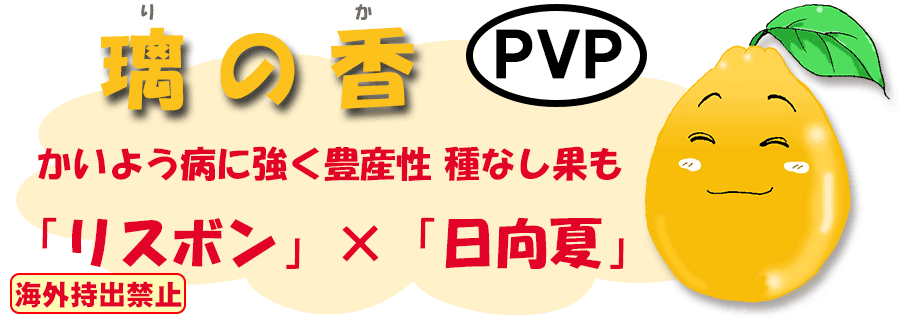 璃の香