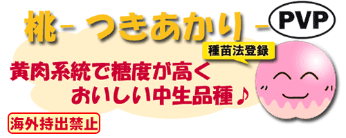 つきあかり