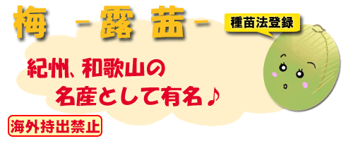 露茜