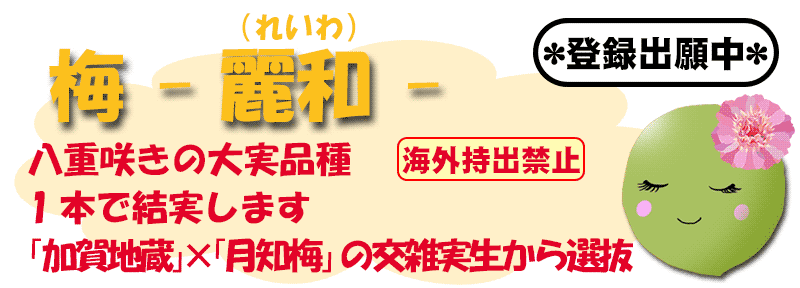 麗和（れいわ）